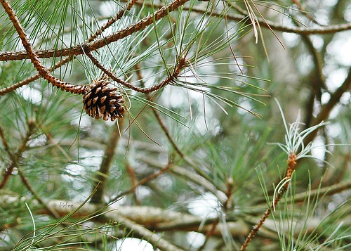 Pinecone by birbee