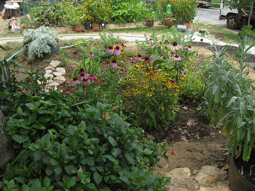 Image of a rain garden