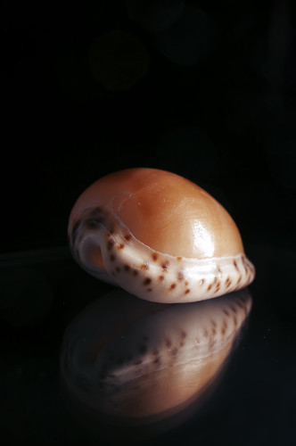 Mini Cowrie - Day 79 by JoeGray