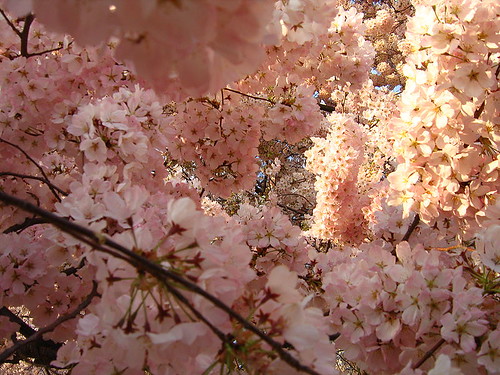 National Cherry Blossom Festival Washington DC