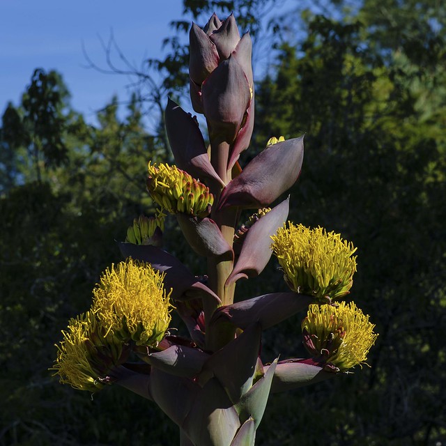 Large Flowering Yellow Cactus