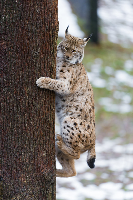 Lynx getting down the tree II