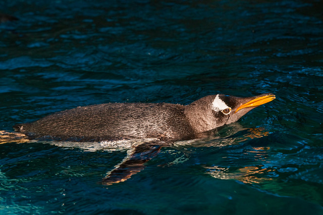 Swimming Gentoo penguin