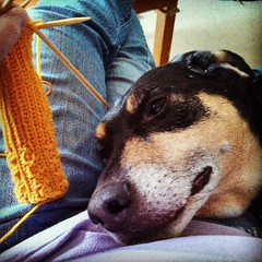 Trying to get some #knitting time in and this happens #dogstagram #lap #coonhoundmix #knit #handmade #relax