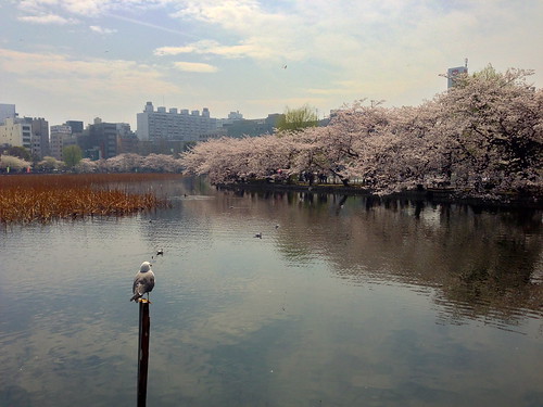 Tokyo's Ueno Park Cherry Blossom Shinobazu Pond