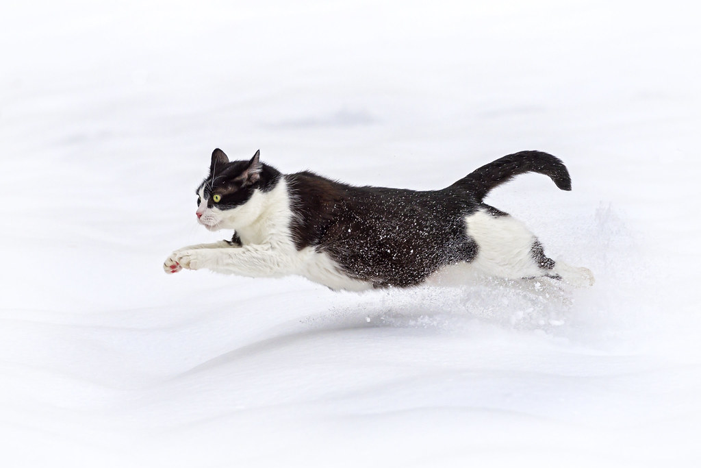 「走る　猫　フリー素材」の画像検索結果