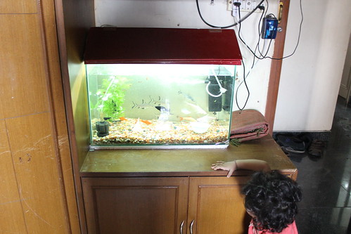 Nerjis Asif Shakirs Fish Tank by firoze shakir photographerno1
