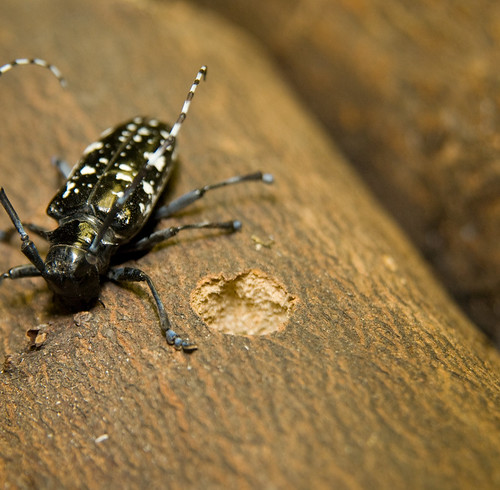 Asian longhorned beetle and "exit hole." Credit: R. Anson Eaglin, USDA-APHIS