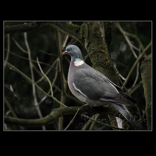 Common Wood Pigeon (Columba palumbus) by JoPoBePo
