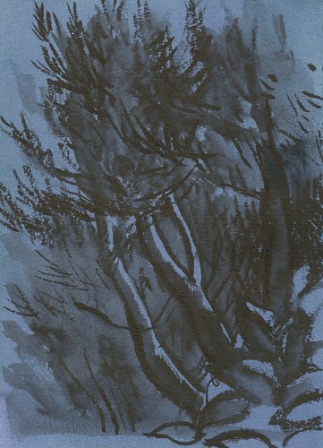 neighbor's pine by Bricoleur's Daughter