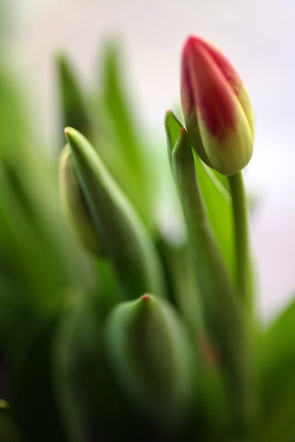 [6/365] Tulips by goaliej54