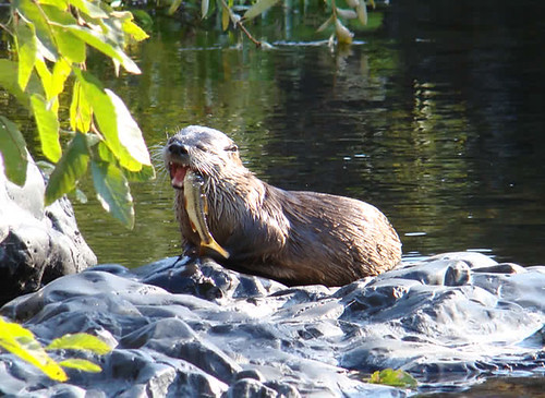 River-Otter-in-Big-Chico-Creek