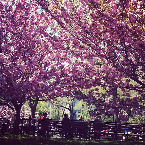 Körsbärsblommorna vid Union Square skvallrar om en fin dag i Brooklyn Botanical Garden om några dagar!