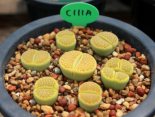 C111A Lithops hallii 'Green Soapstone' by sunny's lithops