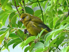 Aves y natura New Zealand