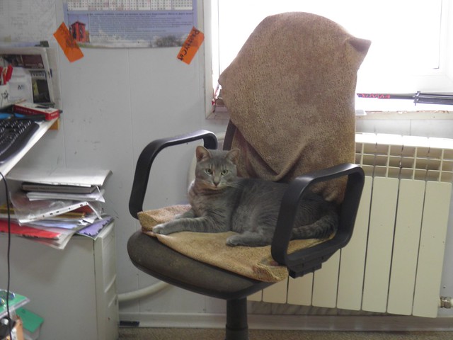 Кот в кресле // Cat in chair