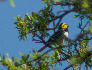 Golden-cheeked
Warbler