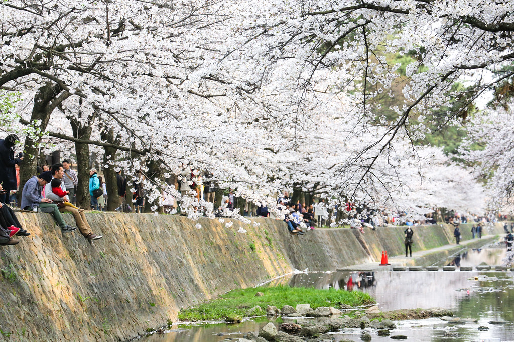Стильные японцы под цветущей сакурой и сакура над рекой Nishinomiya-shi, Hyogo Prefecture, Japan, 0.003 sec (1/400), f/7.1, 182 mm, EF70-300mm f/4-5.6L IS USM