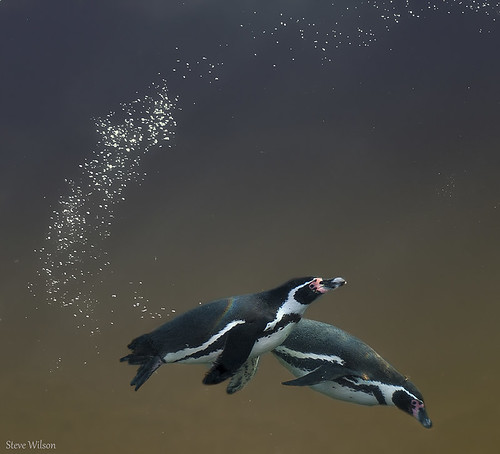 Penguins in flight by Steve Wilson - need to up my game