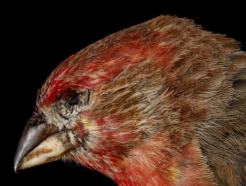 House Finch, M, side of face, Convention Center, 5.25.12_2013-04-12-14.15.04 ZS PMax