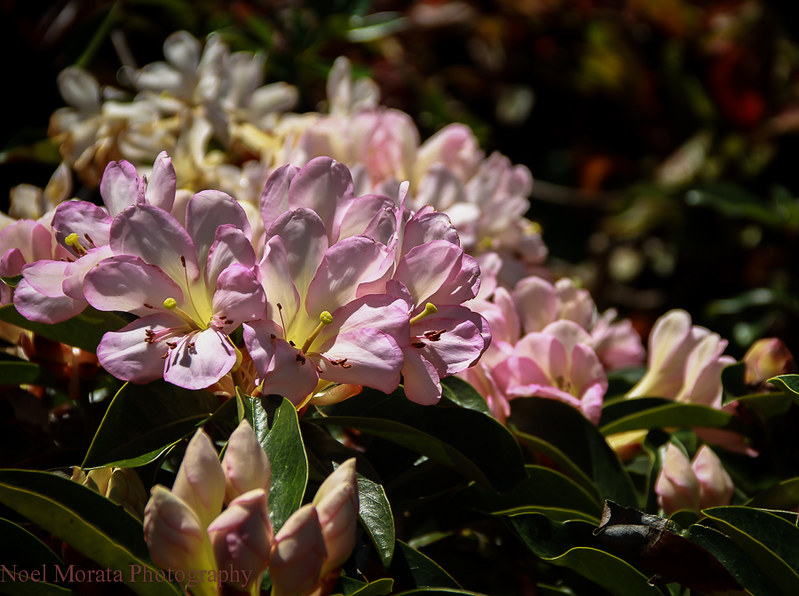 Tropical rhododendron or vireya,Trommer Lilly Farm, Big Island