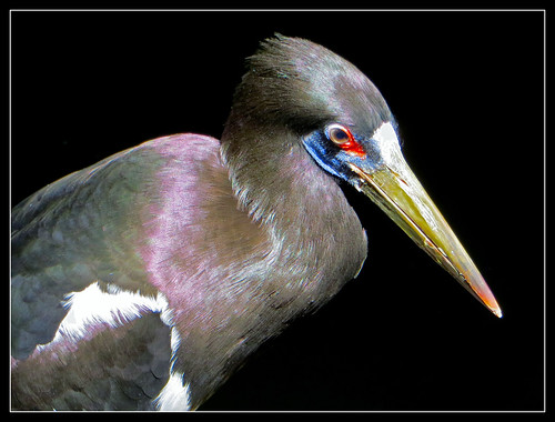 Abdim’s Stork by Pat L.314