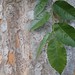 Garden Inventory: Chinese Elm (Ulmus parvifolia) - 03