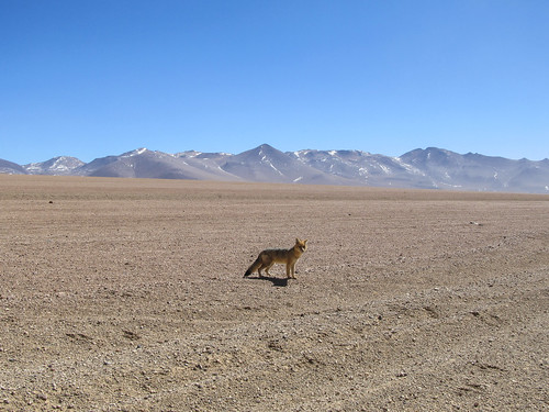 Le Sud Lipez: un renard des sables