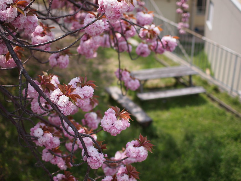 Yaezakura, 八重桜, Double Cherry Blossoms