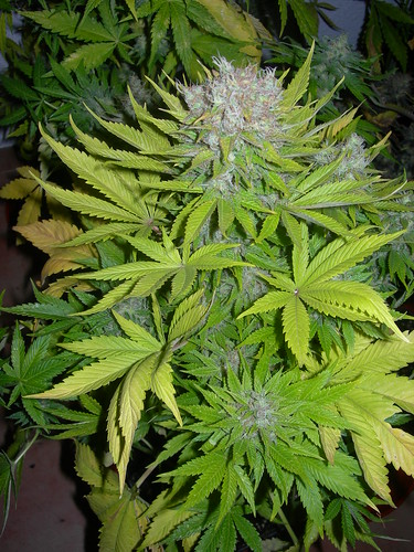 marihuana medicinal florecida