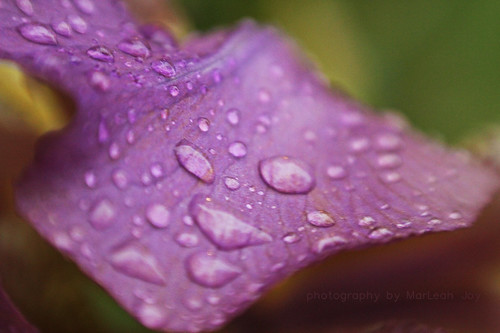 Iris with water droplets