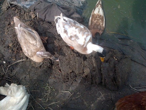 ducks June 13 1