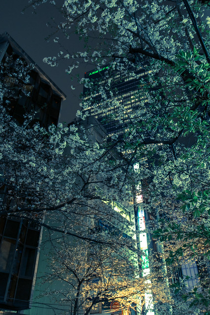 宵桜・街 (YOIZAKURA, City)
