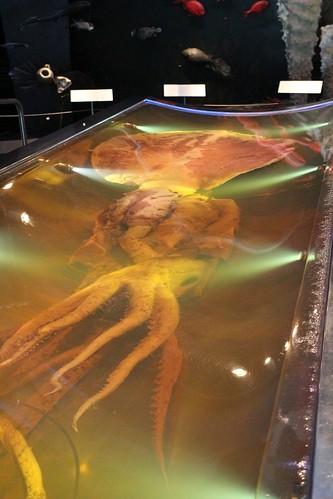 Giant Squid, Te Papa Museum, NZ.  Travel Writers' Guide: 50+ Best Science Museums Around the World