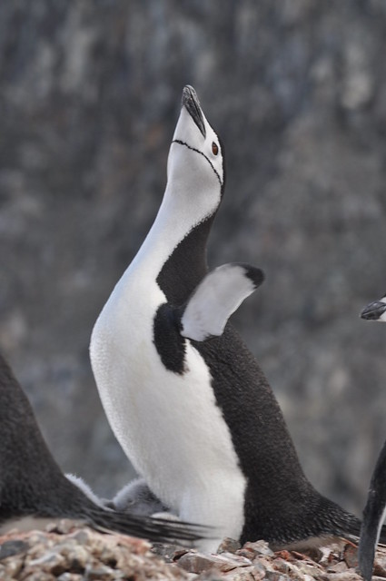 Diva No poles Chinstrap Penguin (Pygoscelis antarcticus) Orne Harbour