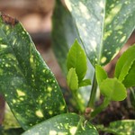 Garden Inventory: Aucuba Japonioca Variegata (Gold Dust Plant) - 7