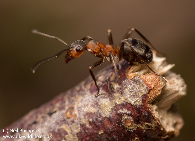 wood ant Formica rufa-3