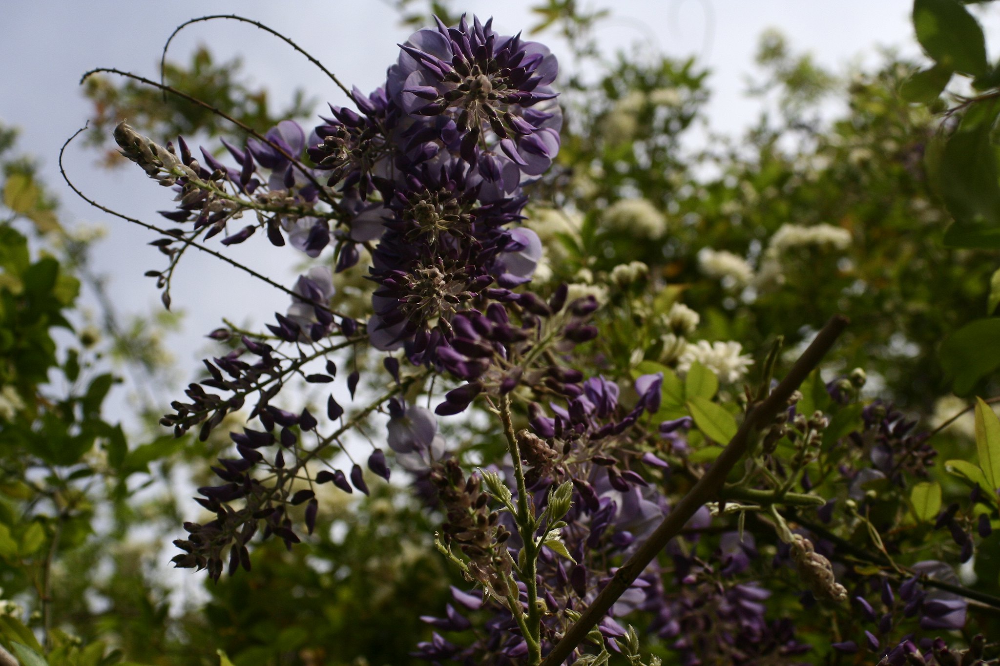 The start of wisteria season