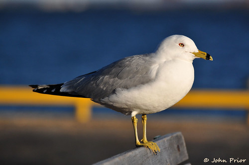 Ring-billed Gull...soaking up the sun by John Prior 55