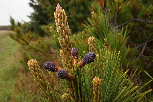 0215_New Growth on Monterey Pine_Jug Handle State Reserve 04-04-13_resized