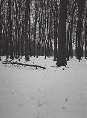 A walk in the snow in Ashridge Woods
