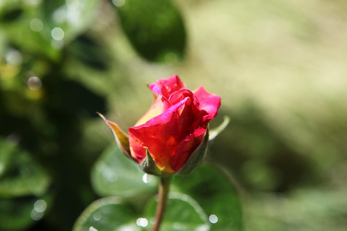 rose_075