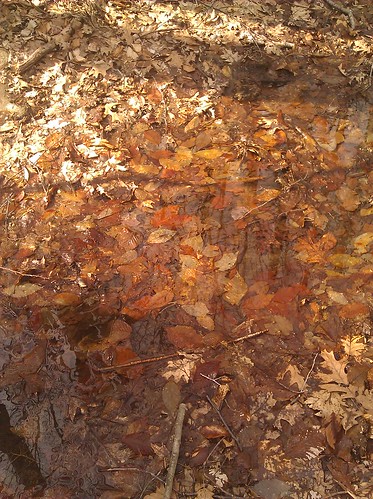 Remnants of fall in spring puddle