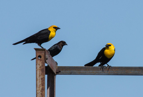 Yellow-headed Blackbirds and Brown-headed Cowbird