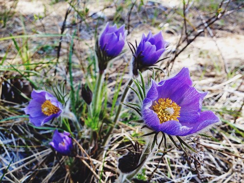 Pasqueflower patch in Crazy Canyon