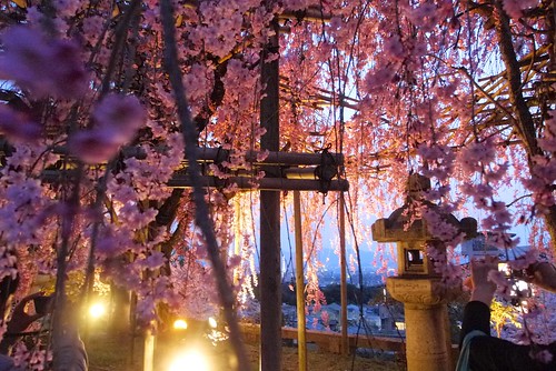 another one of my favorite sakura trees this trip.