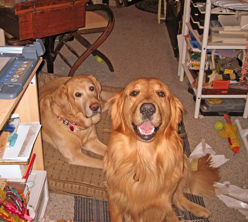 studio dogs