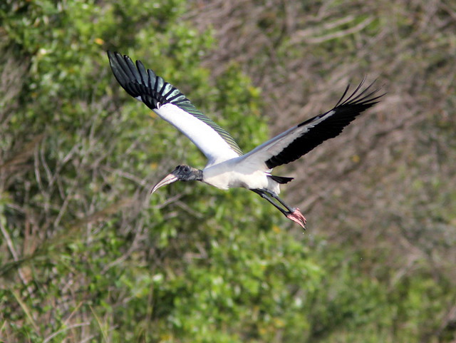 Wood Stork in flight 20130406