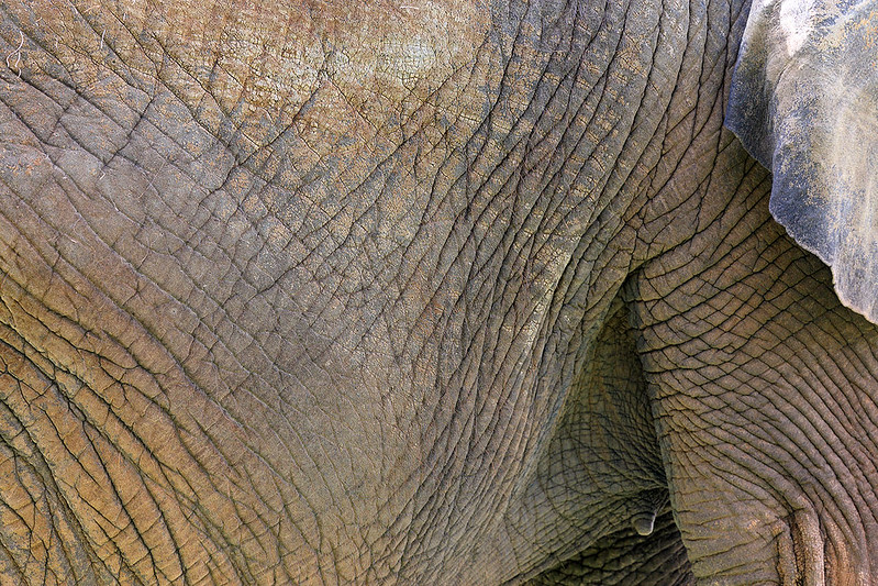 Elephant texture