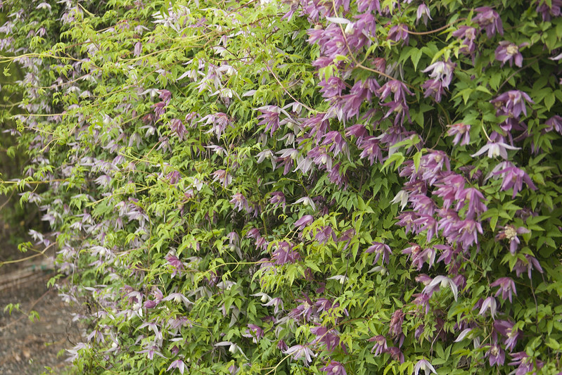 clematis fence